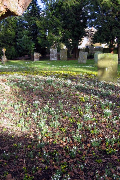 In the churchyard.jpg